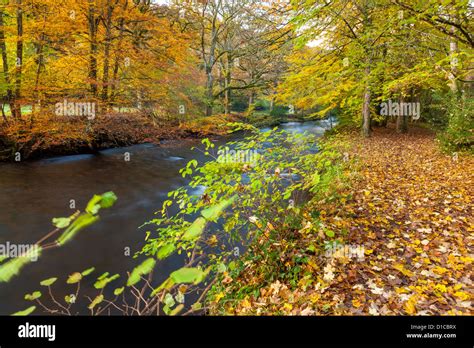 The River Teign Flowing Through Dunsford Wood In Autumn In The Dartmoor