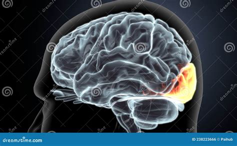 Occipital Lobe Cartoon