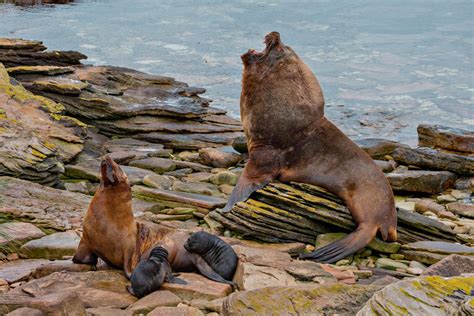 Islas Malvinas Un Paraíso En El Atlántico Sur