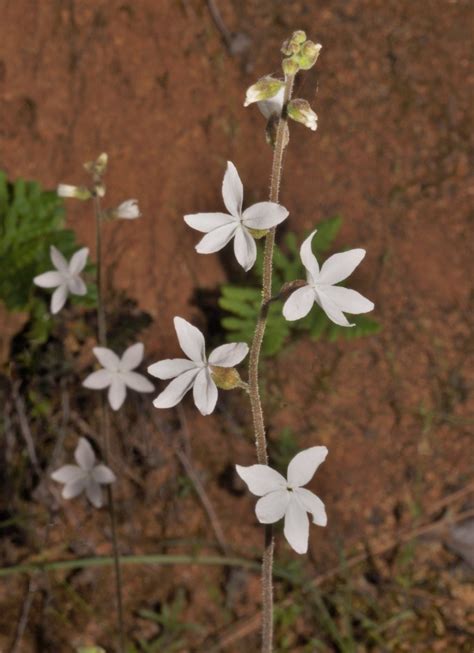 Lithophragma Bolanderi Calflora