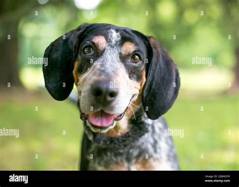 Bluetick Coonhound Blue Heeler Mix