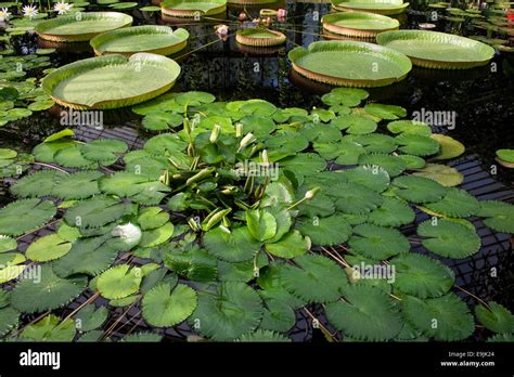 Red Waterlilies Hi Res Stock Photography And Images Alamy