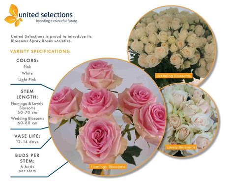 United Selections Blossoms With Its Latest Spray Rose Varieties Rio Roses