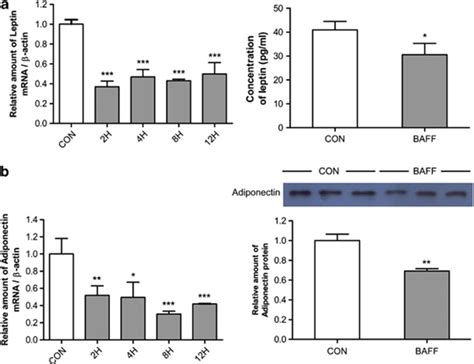 Expression Of Leptin And Adiponectin In Baff Treated 3t3 L1 Adipocytes Download Scientific