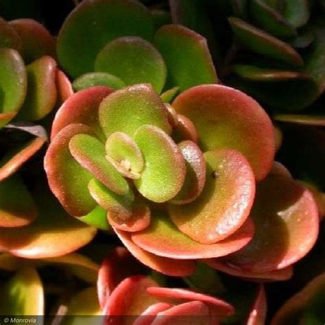 Sedum Coral Reef Qt Greenwood Creek Nursery