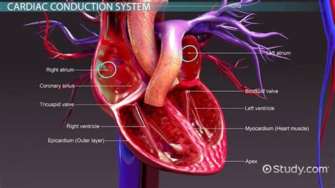 Conduction System Of The Heart Anatomy Nodes And Pathway Lesson