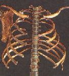 The Ribs Of Homo Erectus