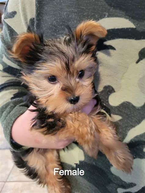 Chikitos Yorkies Yorkie Maryland Yorkshire Terrier Atelier Yuwa Ciao Jp