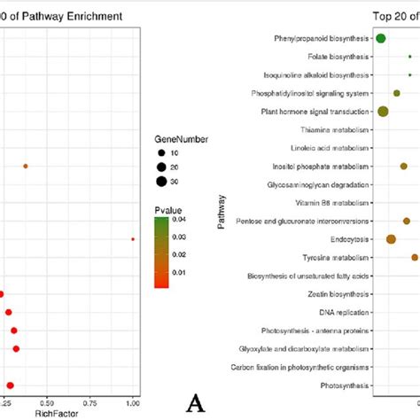 KEGG Pathway Assignments Of DEGs A KEGG Analysis Of Down Regulated