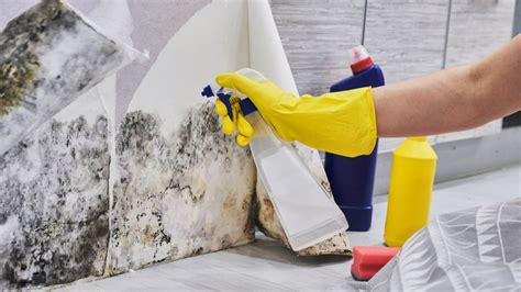 Does Bleach Kill Mold Puroclean Home Emergency Services