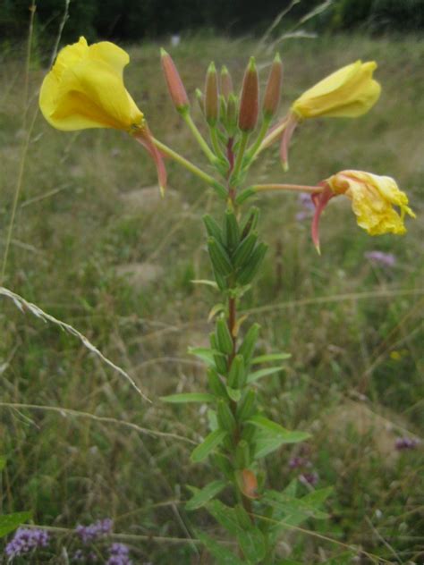 Onagre bisannuelle Oenothera biennis Onagracée de 50 à 1 Flickr