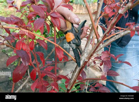 Caring for containerised blueberry plants Pruning out dead diseased and ...