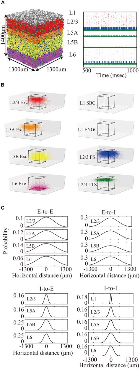 Three Dimensional Structure Of A Layered Cortical Sheet Model A 1300