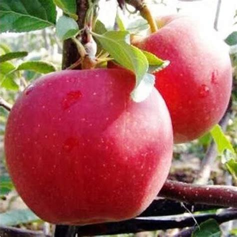 Купить Яблоня Гала Шнига Цена, фото, описание, отзывы. Курьерская ...