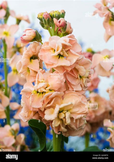 Apricot Stock Flower