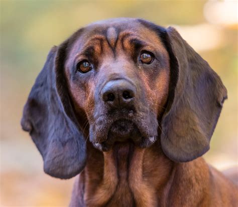 Bayerischer Gebirgsschwei Hund Rasseportrait Hunter Magazin