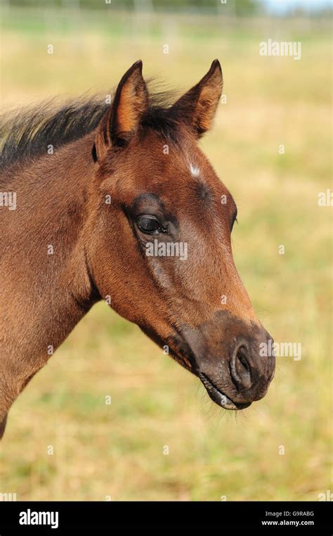 Quarter Horse, foal Stock Photo - Alamy