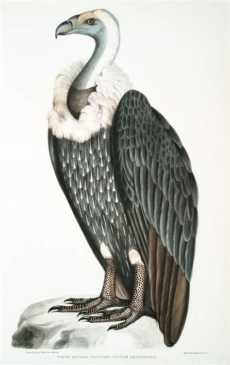 White Backed Vulture Vultur Leuconota From Illustrations Of Indian