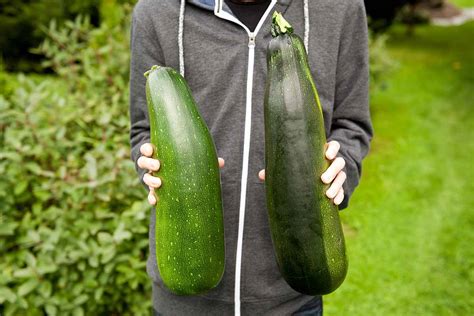 When And How To Harvest Zucchini Gardeners Path