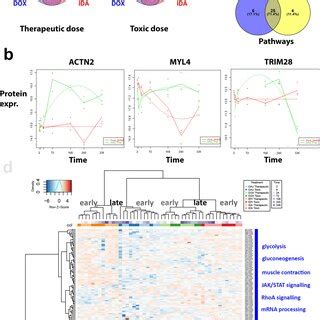Dynamic proteome changes upon AC treatment a VENN diagrams (generated ... 
