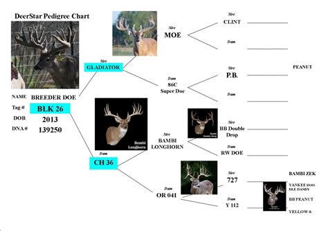 Whitetail Deer Breeding At It S Best Premium Quality Doe Deer Star