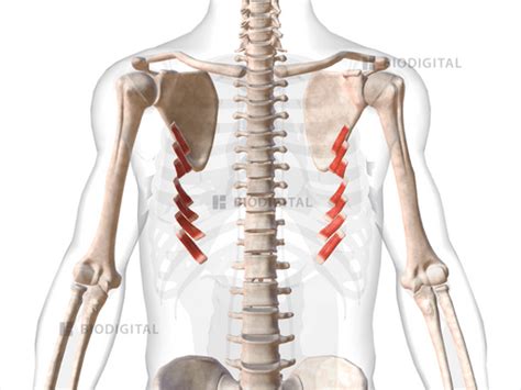 Subcostales | BioDigital Anatomy