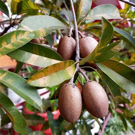 Growing Mamey Sapote Brooks Tropicals, 40% OFF