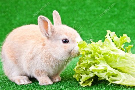 One cute bunny eating — Stock Photo © luckybusiness #2625954