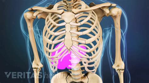 What Organs Are In Lower Back Area - Lower Back Pain The Sacroiliac Joint, Check spelling or ...