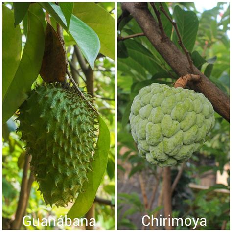 Chirimoya Y Guanabana