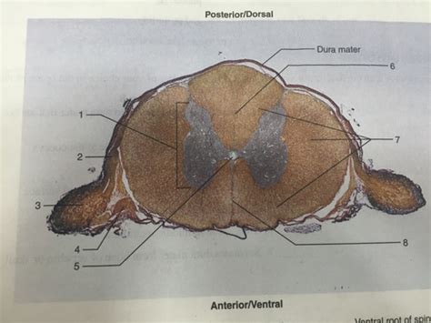 Spinal Cord Flashcards Quizlet