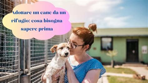 Adottare un cane da un rifugio è amore e responsabilità ecco cosa sapere