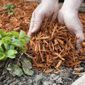 Jardinage Avec Des Copeaux De Bois Quoi Pourquoi Et Comment