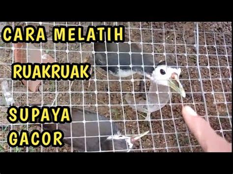 Coba Cara Melatih Ruak Ruak Supaya Cepat Gacor Dan Tetap Jinak Sama