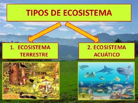 Ecosistema Terrestre Definici N Caracter Sticas Tipos Y Ejemplos