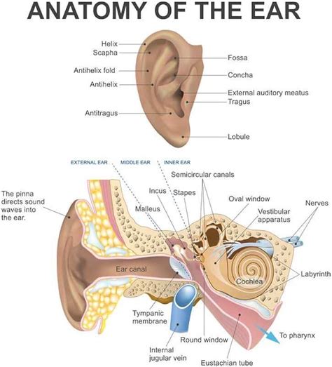 Annotated diagram of the outer ear