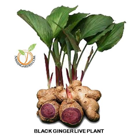 FREE TANAH MEDIA BIOCHAR Black Ginger Kaempferia Parviflora Live