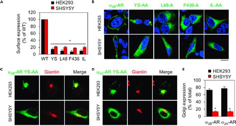 Surface Expression And Subcellular Distribution Of A Ars And Their