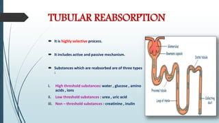 Urine Formation Ppt