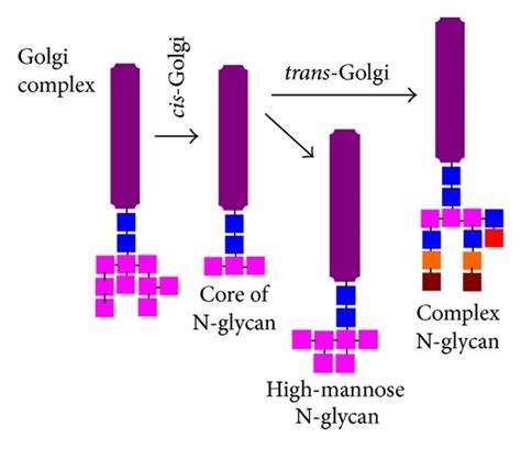 Schematic Representation Of N Glycosylation Process N Glycosylation Is