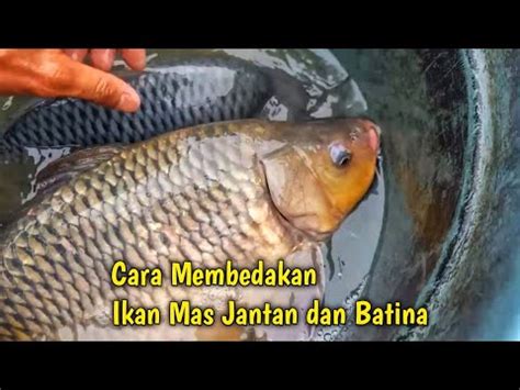 Ciri Ciri Ikan Mas Betina Mengenal Karakteristik Dan Perbedaannya