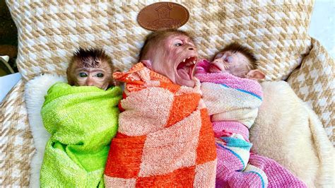 Three Monkeys Wrapped In Towels Together Are So Warm Video Monkey