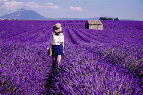 Full-day lavender tour in Valensole from Aix en Provence | musement