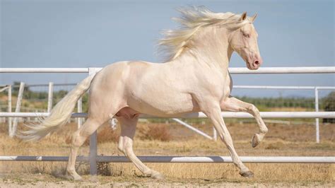 Cremello Horses - Everything You Need to Know - Seriously Equestrian