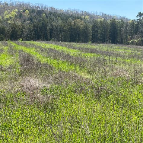 Plant Back Intervals Prevent Herbicide Trouble In Food Plots