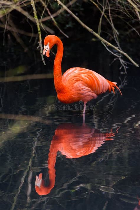 Red Flamingos from South America Stock Image - Image of reserve, cuba ...