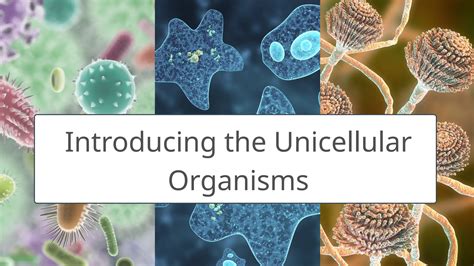 examples  unicellular organisms  science  life grade