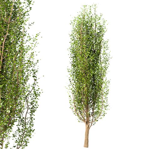 ArtStation - Set of Black Poplar Trees (Cottonwood) (3 Trees) | Resources