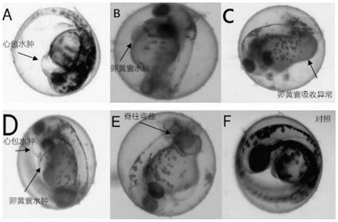 一种污染物对斑马鱼生物毒性影响的评价方法与流程