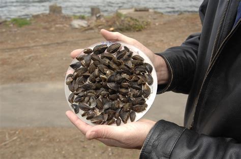 Oc Amw The Zebra Mussel Is An Aquatic Invasi Flickr